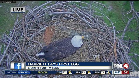 southwest fla eagle cam|has harriet been found.